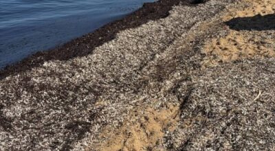 Emergenza Posidonia: Importante tavolo tecnico al MASE per l’Area Marina Protetta di Castellabate